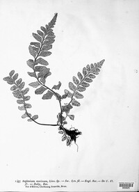 Asplenium marinum image